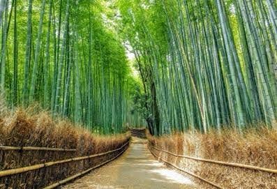 Excursion around Kyoto-3